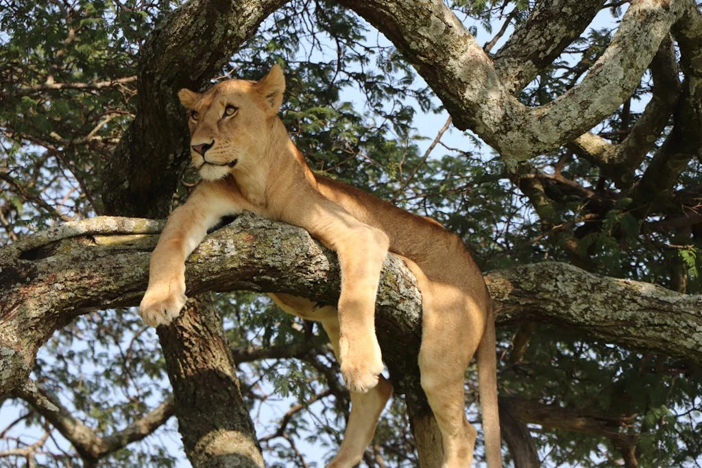 Amatsiko Tours 