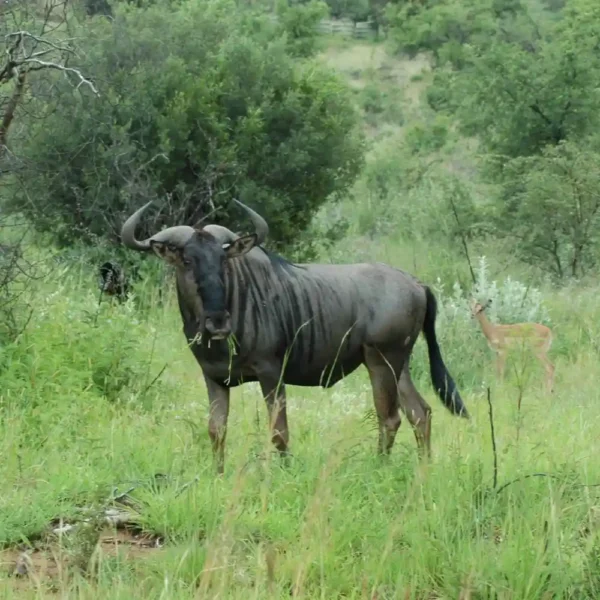 Bienvenido Kenya Tours and Safaris